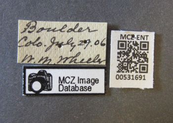 Media type: image;   Entomology 531691 Aspect: labels